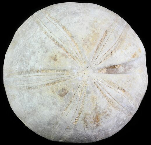 Jurassic Sea Urchin (Clypeus plotti) - England #65840